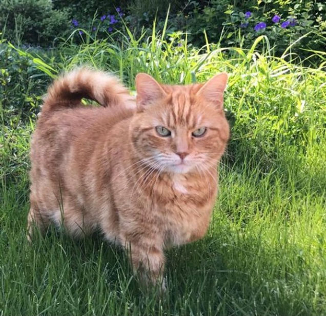 My cat Mango